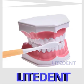 Dentare Model De Periaj, Folosirea Atei Dentare Practică Dinți Typodonts Model De Predare A Studia Grădiniță Spalatul Pe Dinti Instrument De Predare
